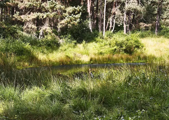 Ein kleines Moor mitten im Wald | Foto: Shima Mahi