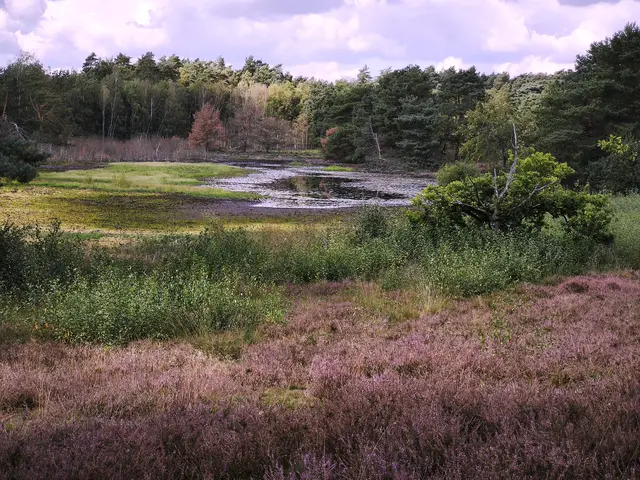 Noch einmal ein Blick auf Heide und Flat | Foto: Shima Mahi