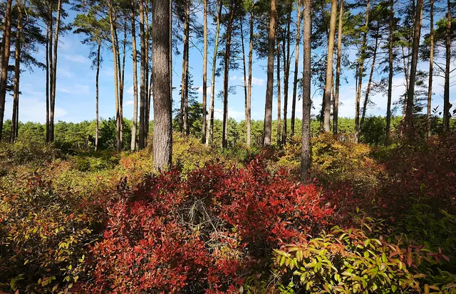 Es wird Herbst in der Schotenheide. | Foto: Shima Mahi