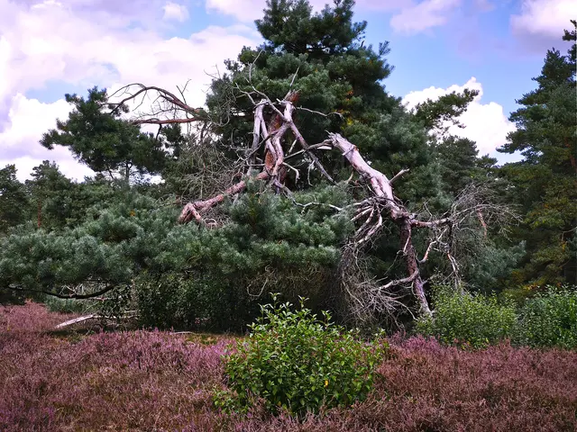 Knorriges Geäst | Foto: Shima Mahi