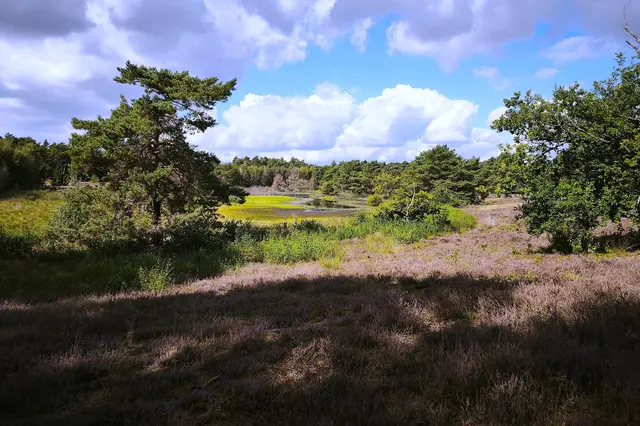 Blick vom Aussichtshügel auf das Blanke Flat | Foto: Shima Mahi