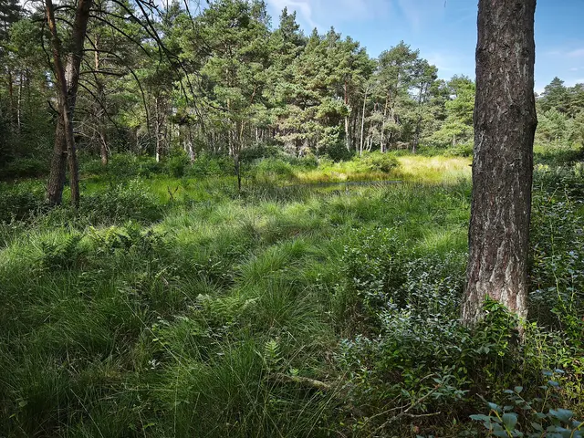 In der Schotenheide bei Grethem | Foto: Shima Mahi