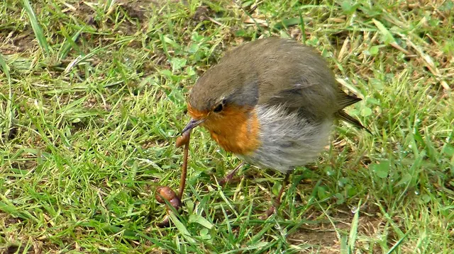 Gudrun - 1 Punkt -  Der frühe Vogel fängt den Wurm
