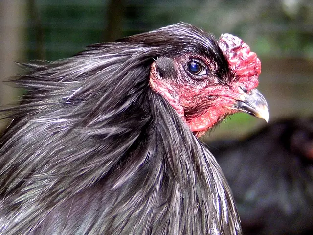 Nicole - 1 Punkt - Auch ein blindes Huhn findet mal ein Korn