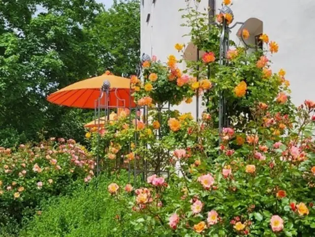 Rosenbeet | Foto: Gruppe „L(i)ebenswertes Friedberg"