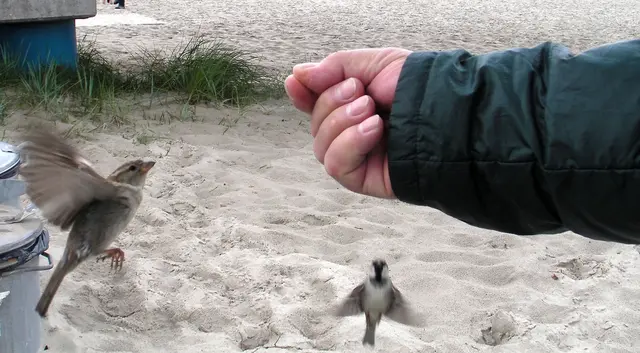 Iris - 1 Punkt - Lieber den Spatz in der Hand als die Taube auf dem Dach