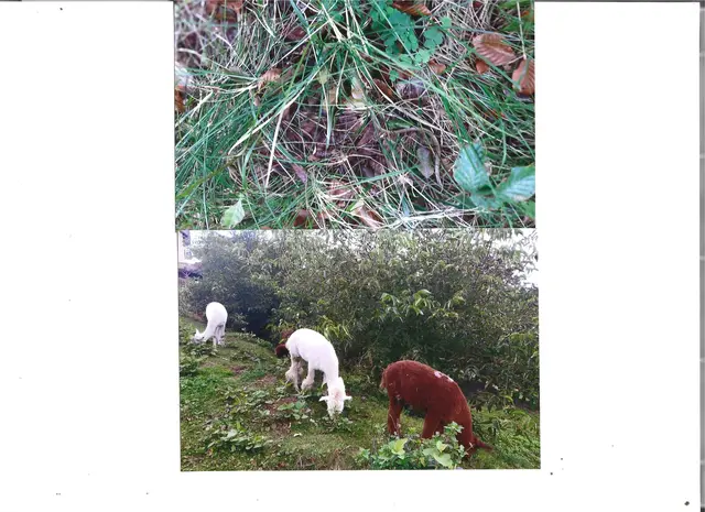 Auf dem Weg zur Burg Tzschocha.
Bild oben: Heimisch, wer kann das Tier erkennen?
Bild unten: Nicht heimisch.