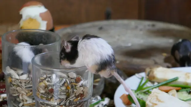 Gudrun - 1 Punkt - Ist die Katze aus dem Haus, tanzen die Mäuse auf dem Tisch.