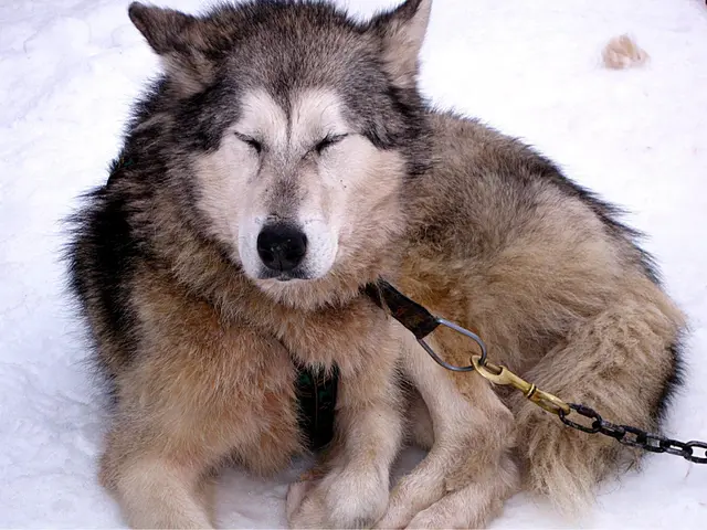 Gudrun - 1 Punkt - Schlafende Hunde soll man nicht wecken