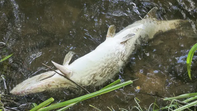 Iris - 1 Punkt - Der Fisch stinkt vom Kopf her