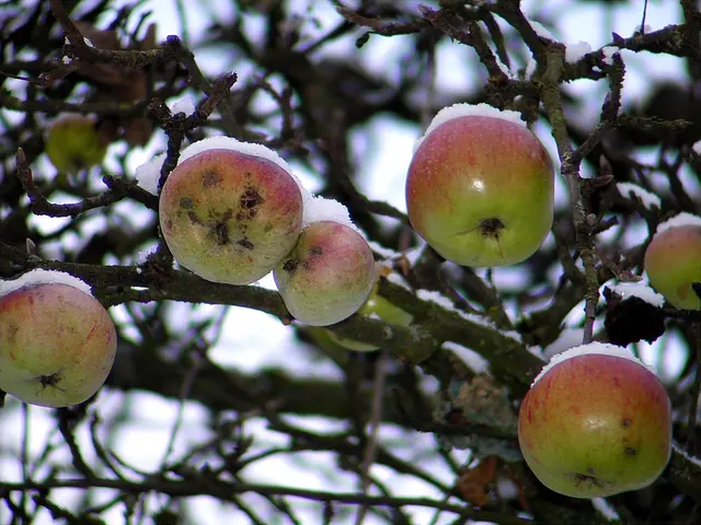 Iris - 1 Punkt - der Apfel fällt nicht weit vom Stamm