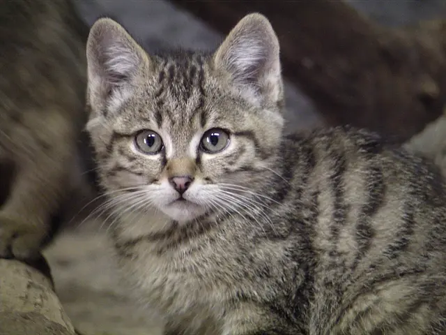 Gudrun - 1 Punkt -  Die Katze lässt das Mausen nicht