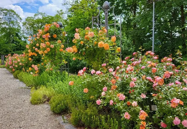 Rosenbeet  | Foto: Gruppe „L(i)ebenswertes Friedberg"