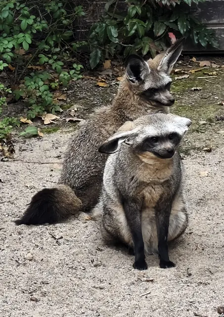 afrikanische Löffelhunde 