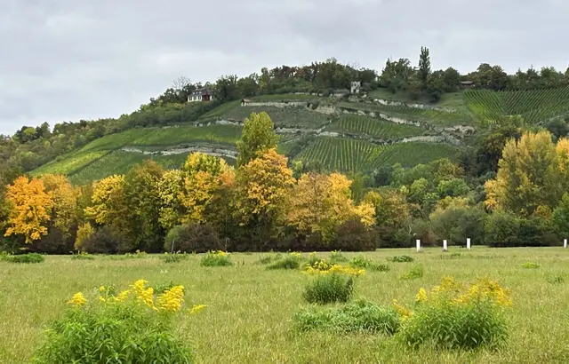 Blick auf Weinberg