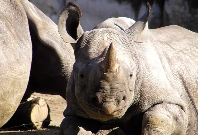 Krefelder Zoo und die Spitzhornnashörner 