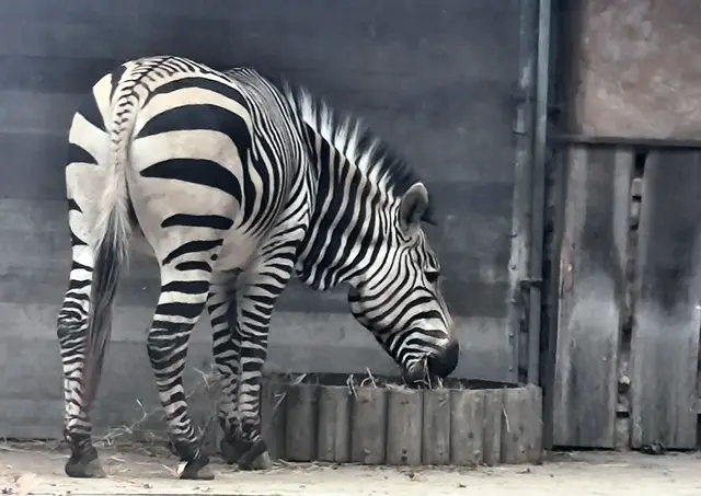 Hartmann-Zebra, Maserung bis zum Schwanz