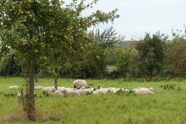 Gesehen in den Moritzwiesen (Naumburg)