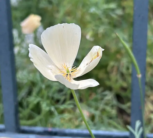 Kalifornischer Mohn