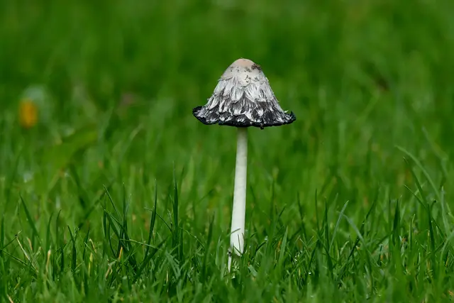 Foto: Copyright Andreas Schäfer