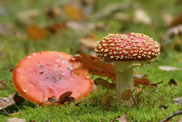 Foto: Copyright Andreas Schäfer