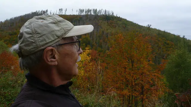 11 km: Das Herbstlaub leuchtet auch ohne Sonne. 
