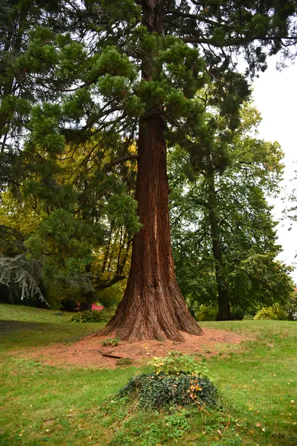 Ein mächtiger Sequoiadendron (Mammutbaum). 