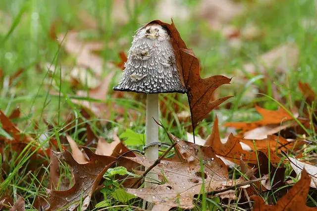 Foto: Copyright Andreas Schäfer