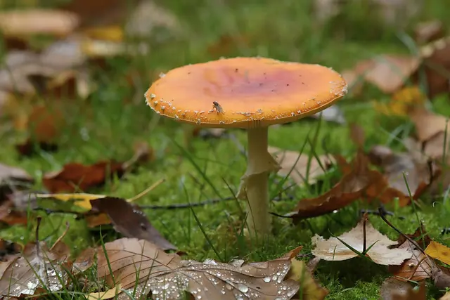 Foto: Copyright Andreas Schäfer