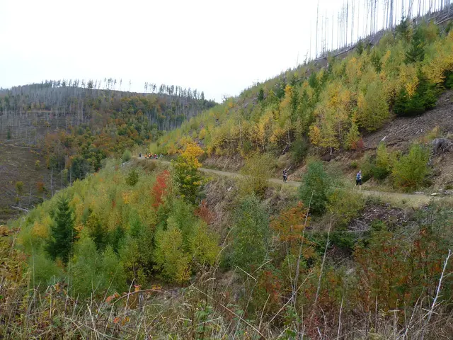 11 km: Neues Grün erobert die Flächen mit Waldschäden langsam wieder zurück.
