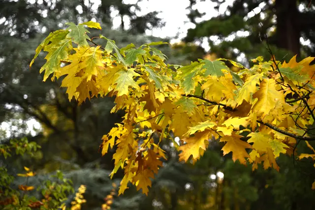 Die sich herbstlich färbenden Blätter einer Roteiche.