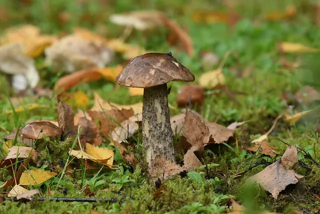 Foto: Copyright Andreas Schäfer