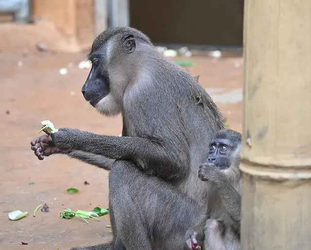 Veggietag bei den Drills