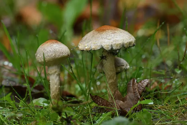 Foto: Copyright Andreas Schäfer