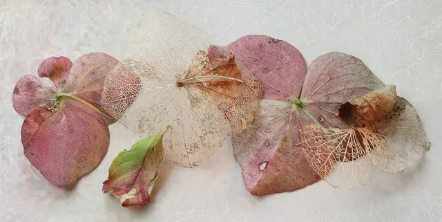 Hortensie (Hydrangea) im Spätherbst