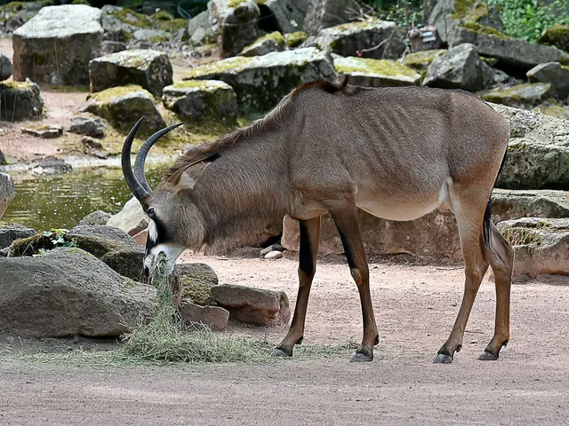 Pferdeantilope