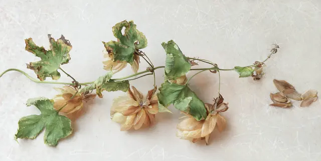Ältere Fruchtstände von 'Humulus lupulus' ...