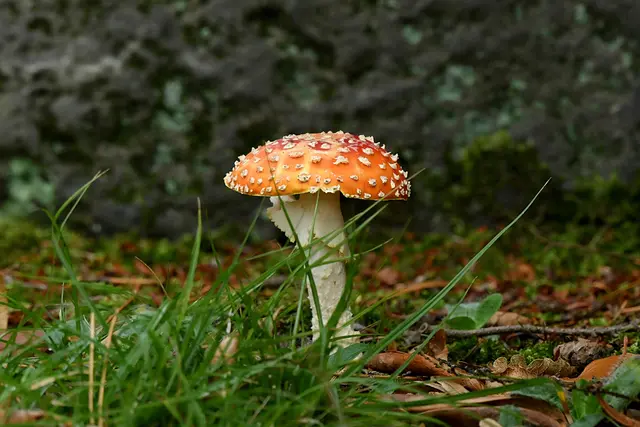 Foto: Copyright Andreas Schäfer