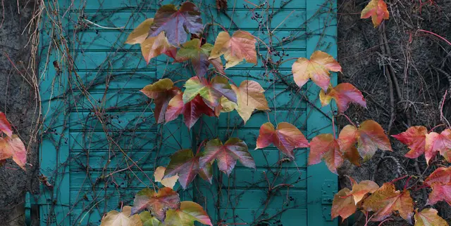 Übrigens: die 'Dreispitzige Jungfernrebe' (Parthenocissus tricuspidata), auch 'Wilder Wein' genannt, ist ein Selbstklimmer, der sich mit Haftscheiben u. a. an Mauern, Fassaden oder Pergolen festheften und leicht eine Höhe von über 10 Metern erreichen kann.
