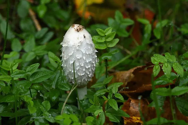 Foto: Copyright Andreas Schäfer