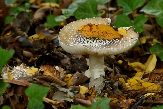 Foto: Copyright Andreas Schäfer