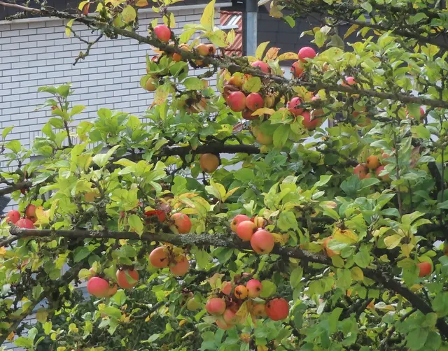 Blick auf einen von unseren 3 großen Apfelbäumen. | Foto: M. A.