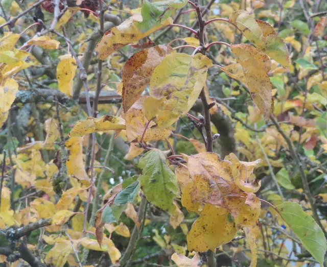 Aller guten Dinge sind 3 ... und nochmal in einen der 3 großen Apfelbäume reinfotografiert. | Foto: M. A.