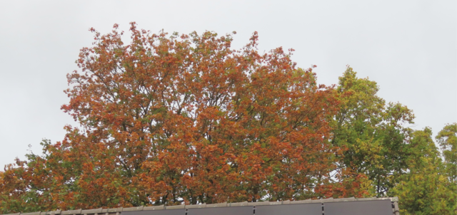 Diese Bäume stehen hinter dem Nachbarhaus. | Foto: M. A.