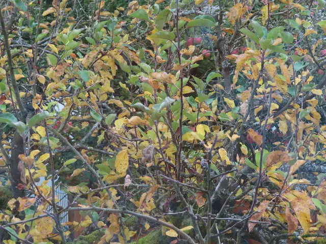 Nochmals in einen der 3 großen Apfelbäume reinfotografiert. | Foto: M. A.