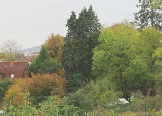 Über den Nachbargarten hinweg fotografiert. Ganz hinten (am Berg) ist ein Teil des Korbacher Krankenhauses zu sehen. | Foto: M. A.