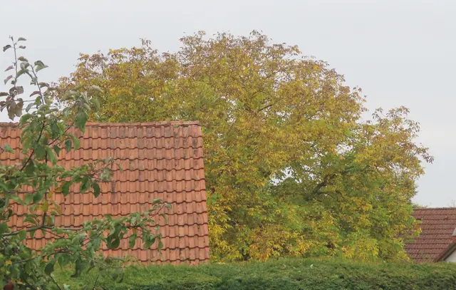 Über unsere Hecke und das Nachbargrundstück hinweg fotografiert. | Foto: M. A.