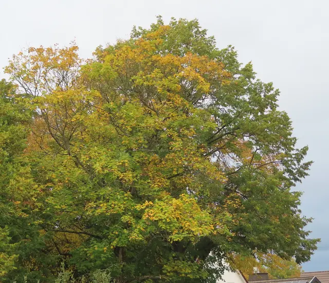 Diese Bäume sind ca. 50 m entfernt. | Foto: M. A.