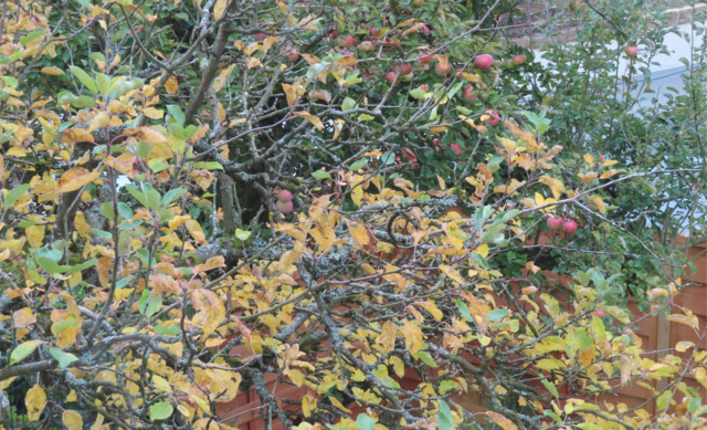 Einfach mal in einen von unseren 3 großen Apfelbäume reinfotografiert. | Foto: M. A.