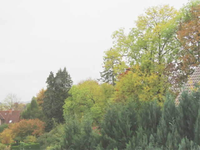 Über unseren Garten hinweg fotografiert. | Foto: M. A.